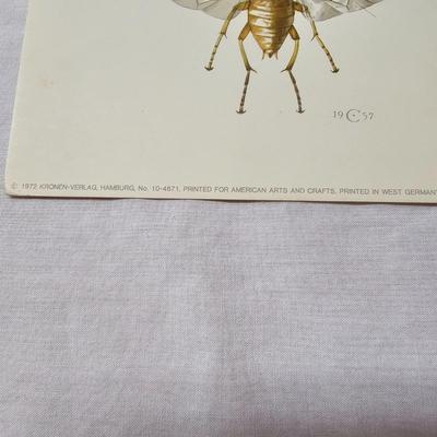 Collection of Bird & Insect Prints (BS-JS)
