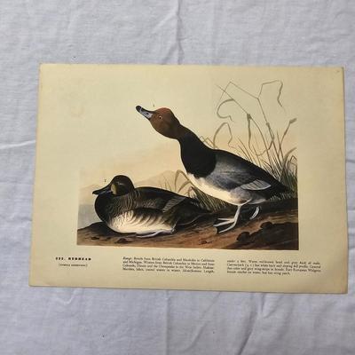 Collection of Bird & Insect Prints (BS-JS)