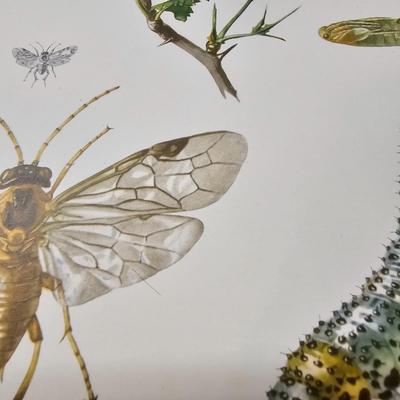 Collection of Bird & Insect Prints (BS-JS)