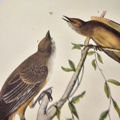 Collection of Bird & Insect Prints (BS-JS)