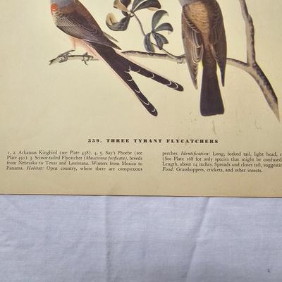 Collection of Bird & Insect Prints (BS-JS)