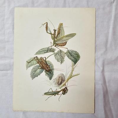 Collection of Bird & Insect Prints (BS-JS)