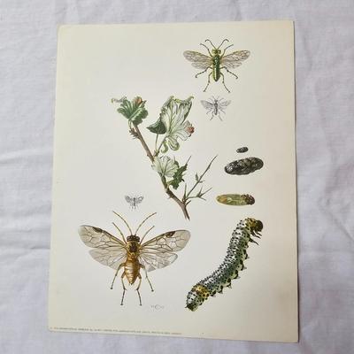 Collection of Bird & Insect Prints (BS-JS)