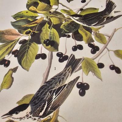 Collection of Bird & Insect Prints (BS-JS)
