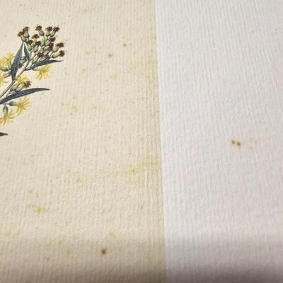 Collection of Bird & Insect Prints (BS-JS)