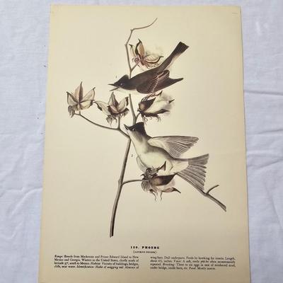 Collection of Bird & Insect Prints (BS-JS)