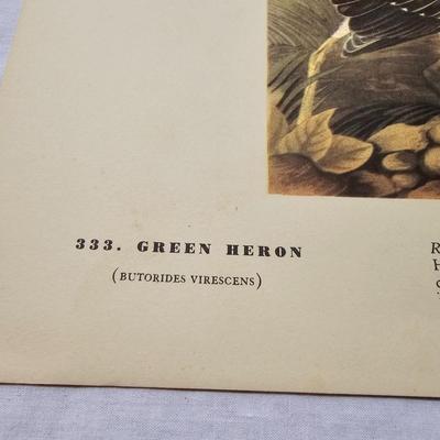 Collection of Bird & Insect Prints (BS-JS)