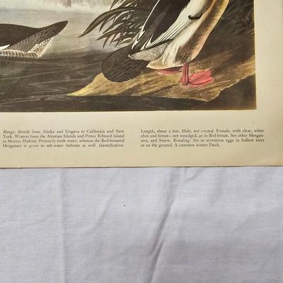 Collection of Bird & Insect Prints (BS-JS)