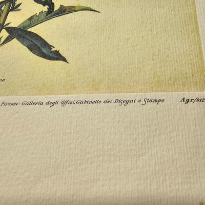Collection of Bird & Insect Prints (BS-JS)
