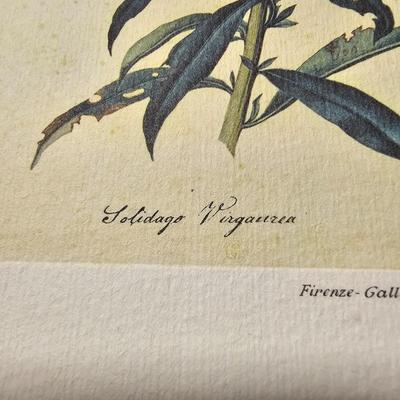 Collection of Bird & Insect Prints (BS-JS)