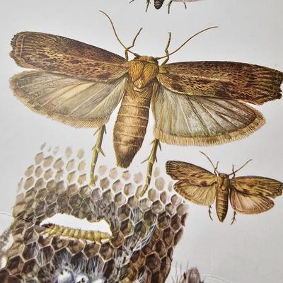 Collection of Bird & Insect Prints (BS-JS)