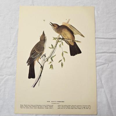 Collection of Bird & Insect Prints (BS-JS)