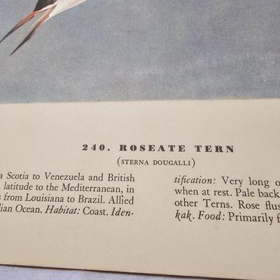 Collection of Bird & Insect Prints (BS-JS)