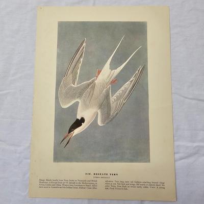 Collection of Bird & Insect Prints (BS-JS)