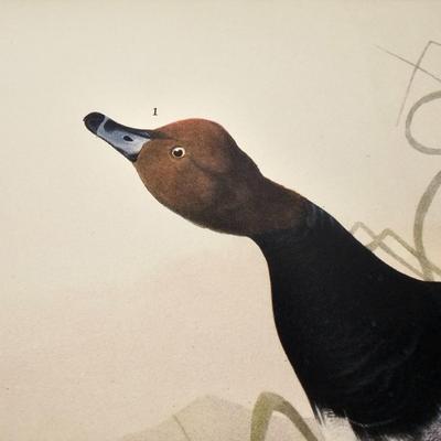 Collection of Bird & Insect Prints (BS-JS)