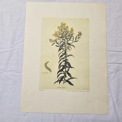 Collection of Bird & Insect Prints (BS-JS)