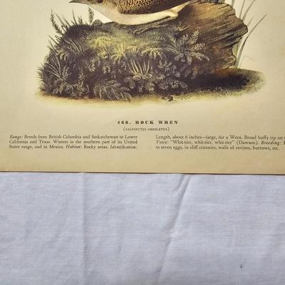 Collection of Bird & Insect Prints (BS-JS)