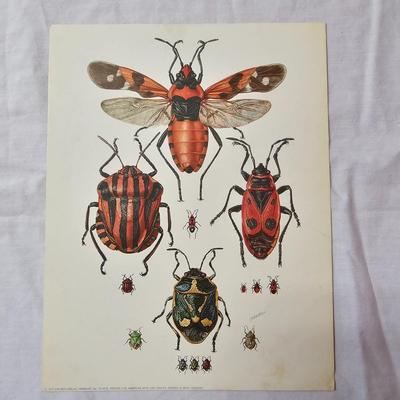Collection of Bird & Insect Prints (BS-JS)