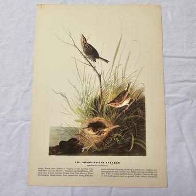 Collection of Bird & Insect Prints (BS-JS)