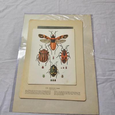 Collection of Bird & Insect Prints (BS-JS)