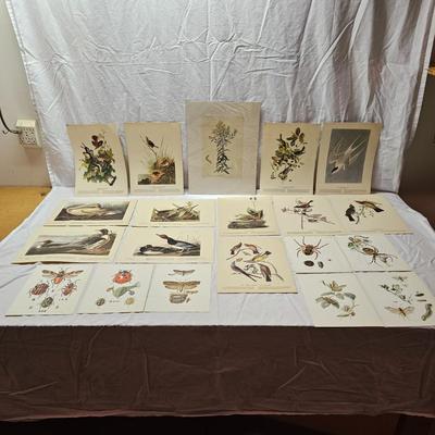Collection of Bird & Insect Prints (BS-JS)