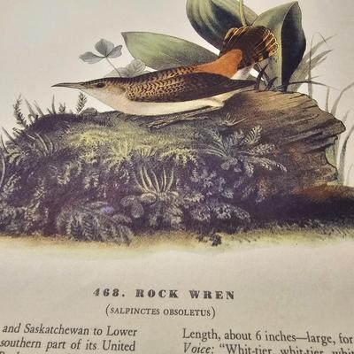 Collection of Bird & Insect Prints (BS-JS)