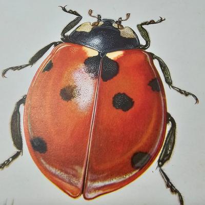 Collection of Bird & Insect Prints (BS-JS)