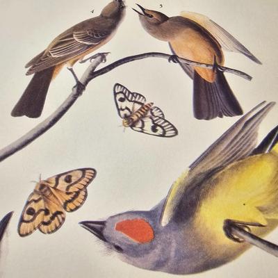 Collection of Bird & Insect Prints (BS-JS)