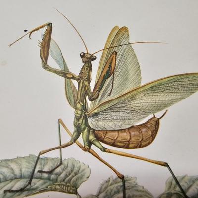 Collection of Bird & Insect Prints (BS-JS)
