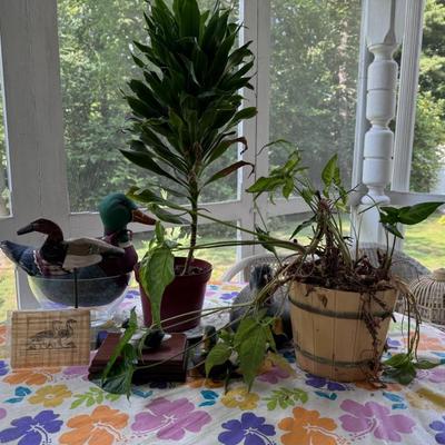 Outdoor Decor, Plants and Mallard Ducks