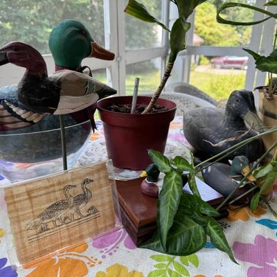 Outdoor Decor, Plants and Mallard Ducks