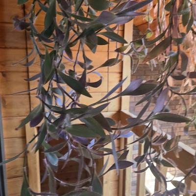 Hanging Plant With Macrame Hanger