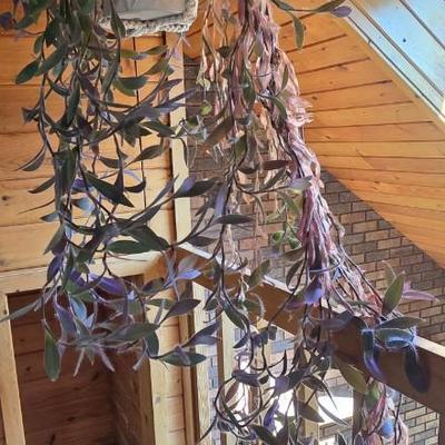 Hanging Plant With Macrame Hanger