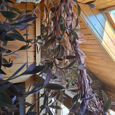 Hanging Plant With Macrame Hanger