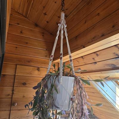Hanging Plant With Macrame Hanger