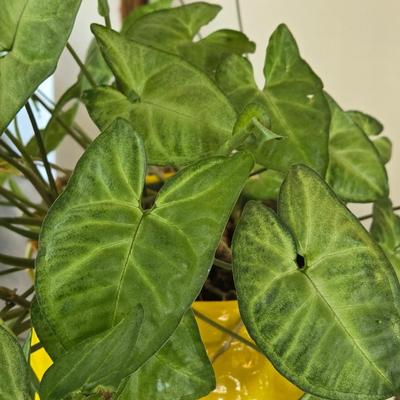 Yellow Ceramic Planter with an Ivy