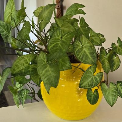 Yellow Ceramic Planter with an Ivy
