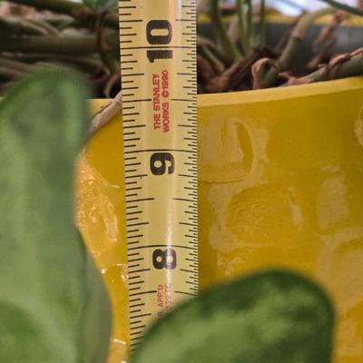 Yellow Ceramic Planter with an Ivy