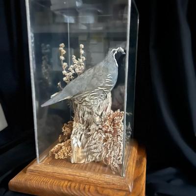 Quail Mount