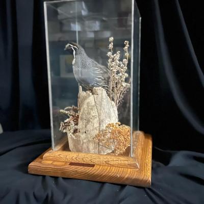 Quail Mount