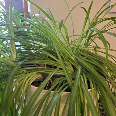 Nice Indoor Plant