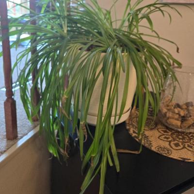 Nice Indoor Plant