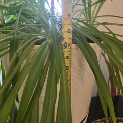 Nice Indoor Plant