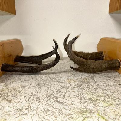 HORN COAT HOOKS