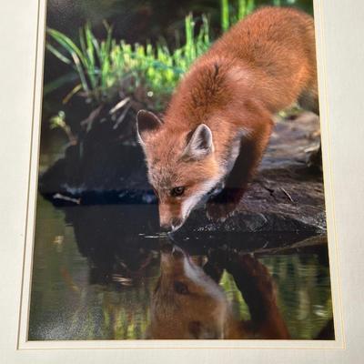 FRAMED PICTURES OF WOLVES AND A RED FOX