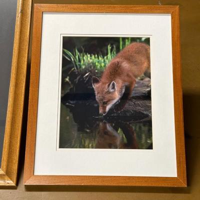 FRAMED PICTURES OF WOLVES AND A RED FOX