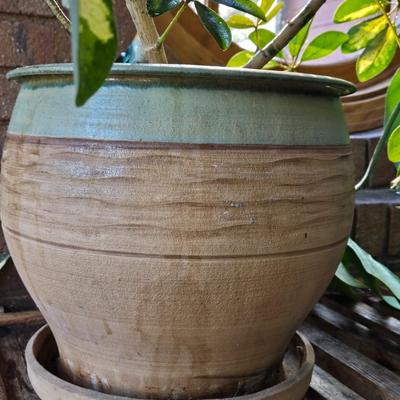 Large Plant With Ceramic Planter