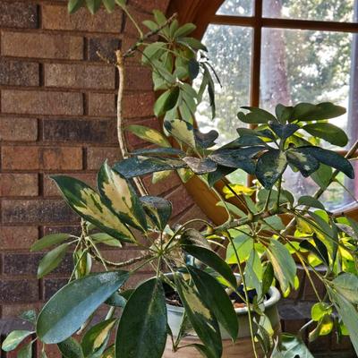 Large Plant With Ceramic Planter