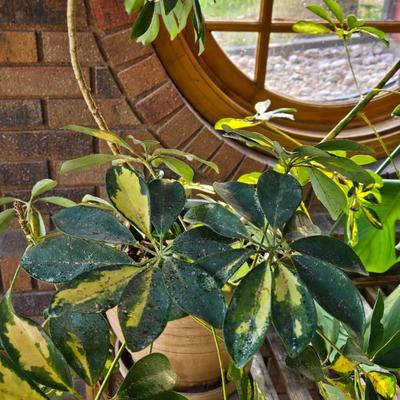 Large Plant With Ceramic Planter