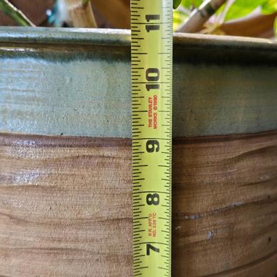 Large Plant With Ceramic Planter